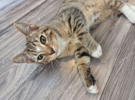 Kittens ready now