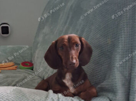 Female dachshund cross cocker spaniel
