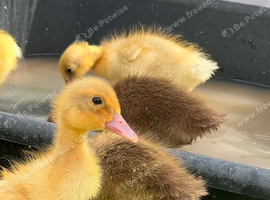 Week old ducklings