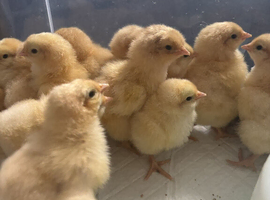 Buff Orpington (Large Fowl) unsexed chicks