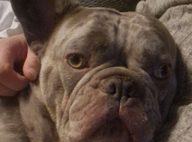 Frenchie FOR STUD!
