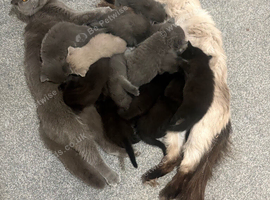 Gorgeous BSH Scottish Fold & Straight Kittens
