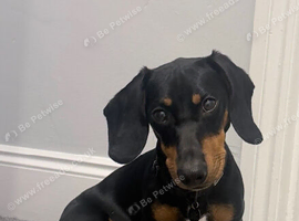 Hugo