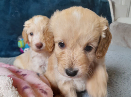 Gorgeous Cockapoo pups