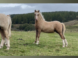 welsh A colt foal