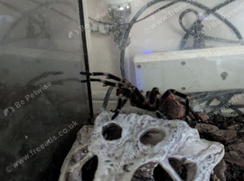 Vitalius chromatus MM