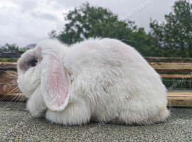Various Mini Lops