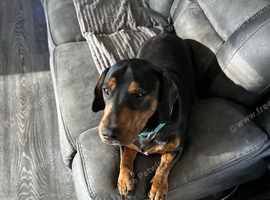 Gorgeous 1yr old male