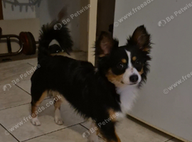 Teddy the jackchi stud