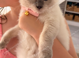 Gorgeous pedigree female ragdoll