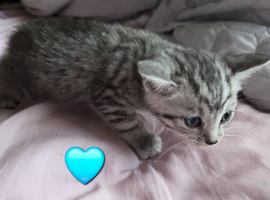 Stunning kittens ready end of June