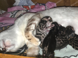 Bengal Kittens For Sale