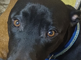 Reggie needs to find his new home