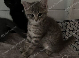 Beautiful rag doll cross kittens