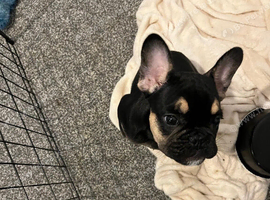 Male French Bulldog Puppy Looking for His Forever Home