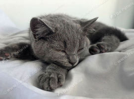 Pedigree Blue BSH short hair