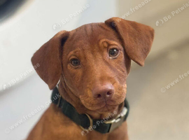 Male cocker spaniel