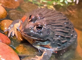 African bullfrog 9 months old