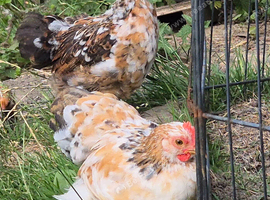 Millifleur pekin bantem cockerils