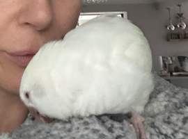 Young cuddley quaker