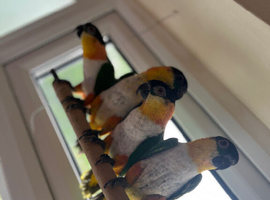 Caique for sale