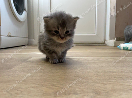 Exotic x Sienese kittens