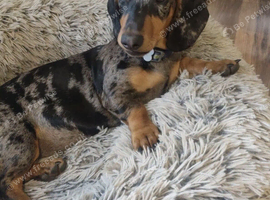Dachshund
