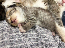 Beautiful Bengal X Maine Coon Baby Kittens
