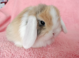 Baby mini lops for sale