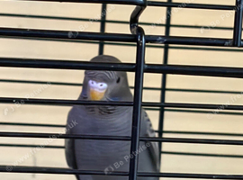 One black budgie black face black wing budgie for sale