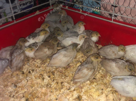 CHINESE PAINTED BUTTON QUAILS !