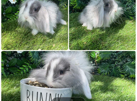 Lots of mini lop baby rabbits ( see all photos )