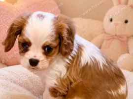 Beautiful Cavalier King Charles Spaniel Puppies &ndash; Ready for Loving Homes