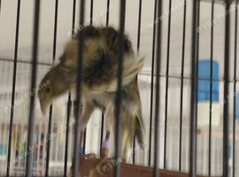 Melado tinnerfeno canaries for sale