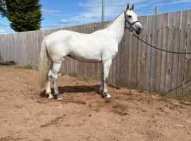 Lovely kind big filly