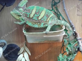 Chameleon for sale 3 year old
