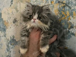 Persian kittens