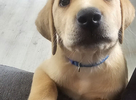 Last Male Labrador Pup