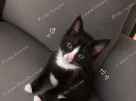 Kitten