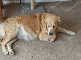 Pups due in 8 days