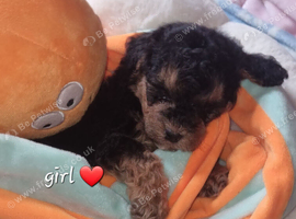 Beautiful cockerpoos only 1 girl available