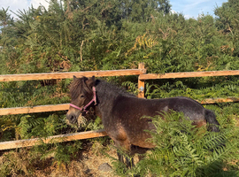 Beautiful Shetland mare