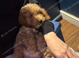 Cockapoo 10 weeks