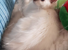 GCCF lilac Ragdoll boy kittens