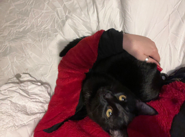 Beautiful all black male cat for rehoming
