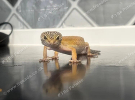 Leopard gecko