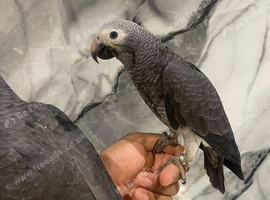 Stunning Friendly Baby HandReared Super Tame African Grey Parrot,12