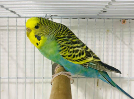 Blue yellow face female