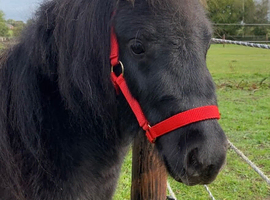 Beautiful SPSBS Registered Shetland Mare