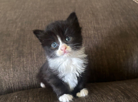 3 Adorable kittens